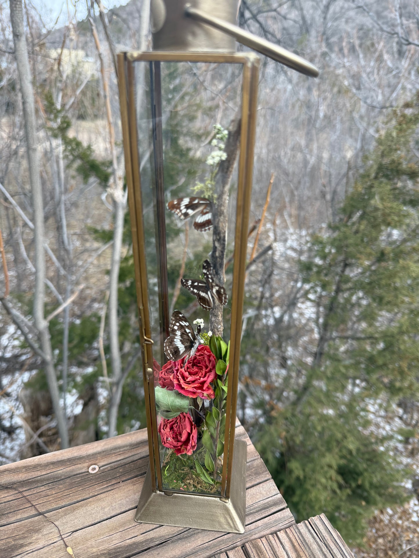 Preserved Neptis hylas