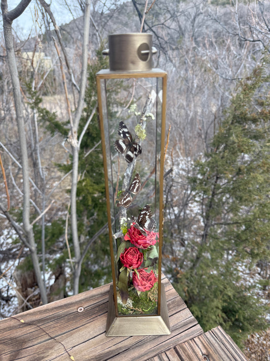 Preserved Neptis hylas