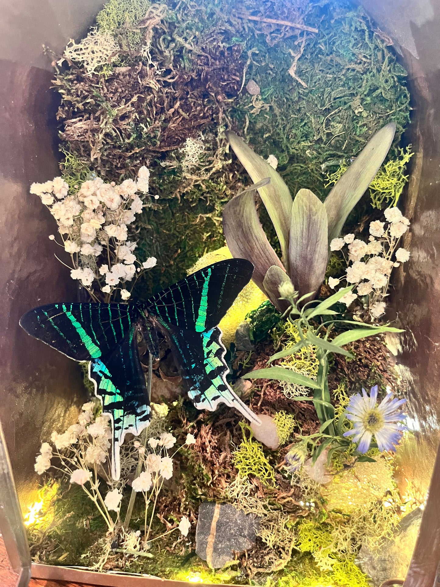 Preserved Urania Leilus