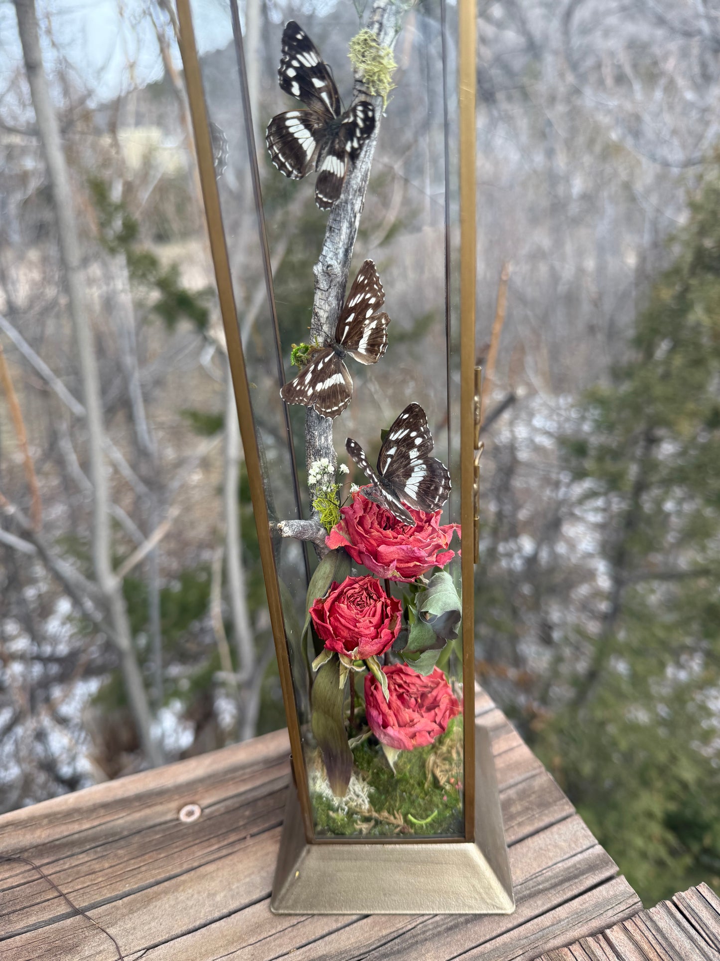 Preserved Neptis hylas