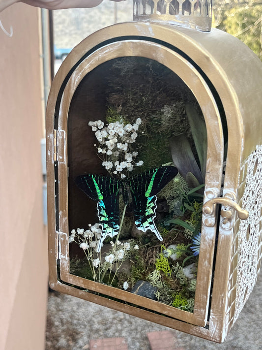 Preserved Urania Leilus