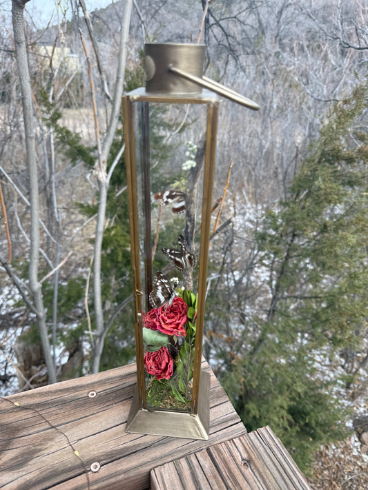 Preserved Neptis hylas