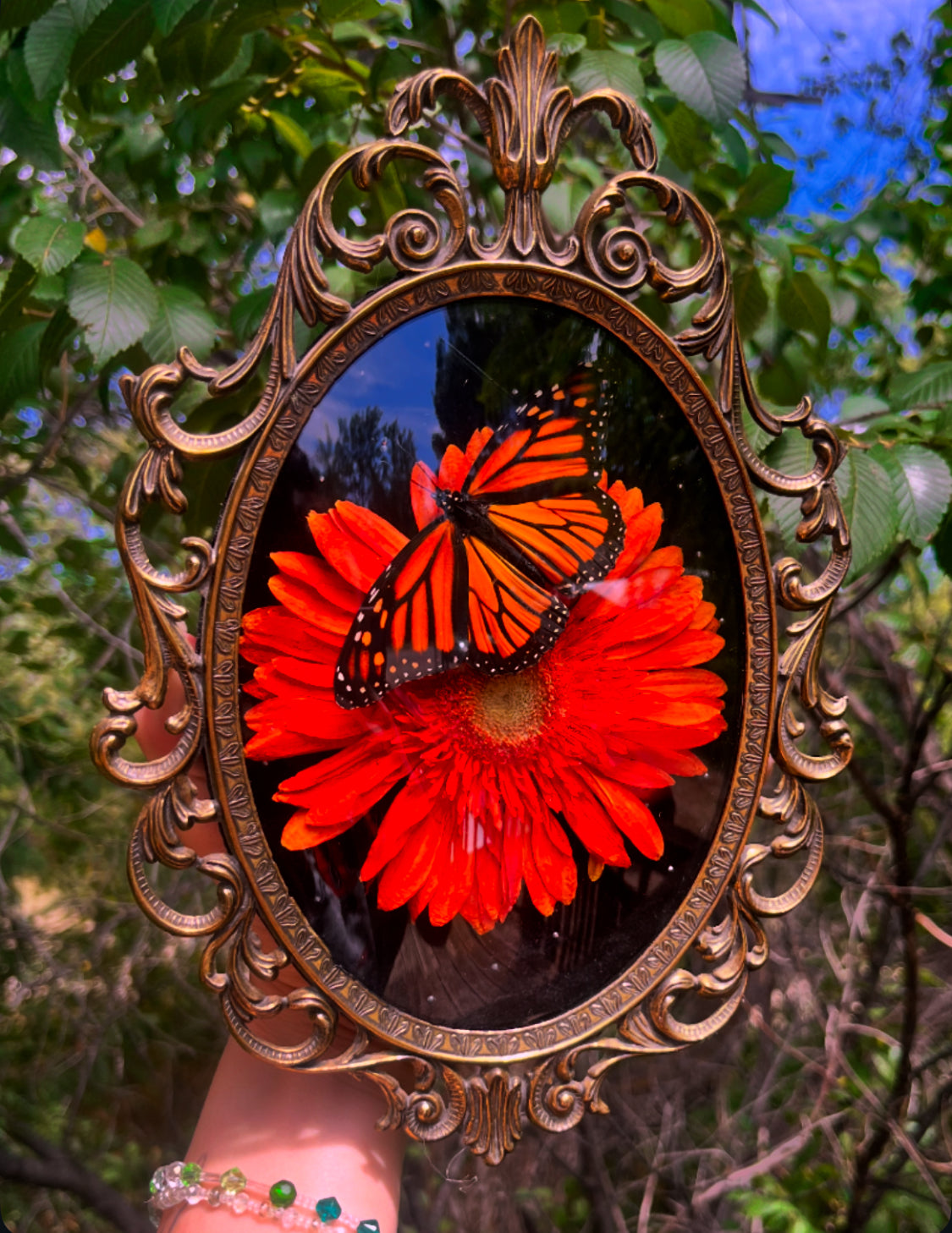 Monarchs