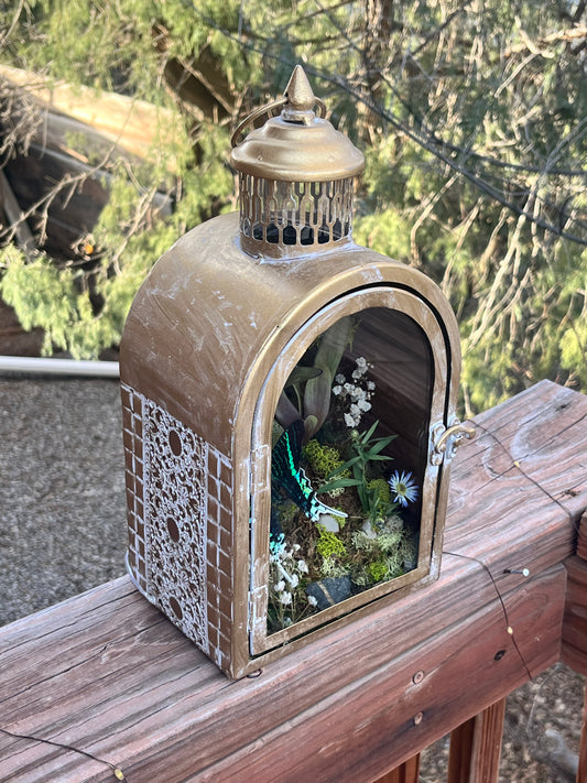 Preserved Urania Leilus