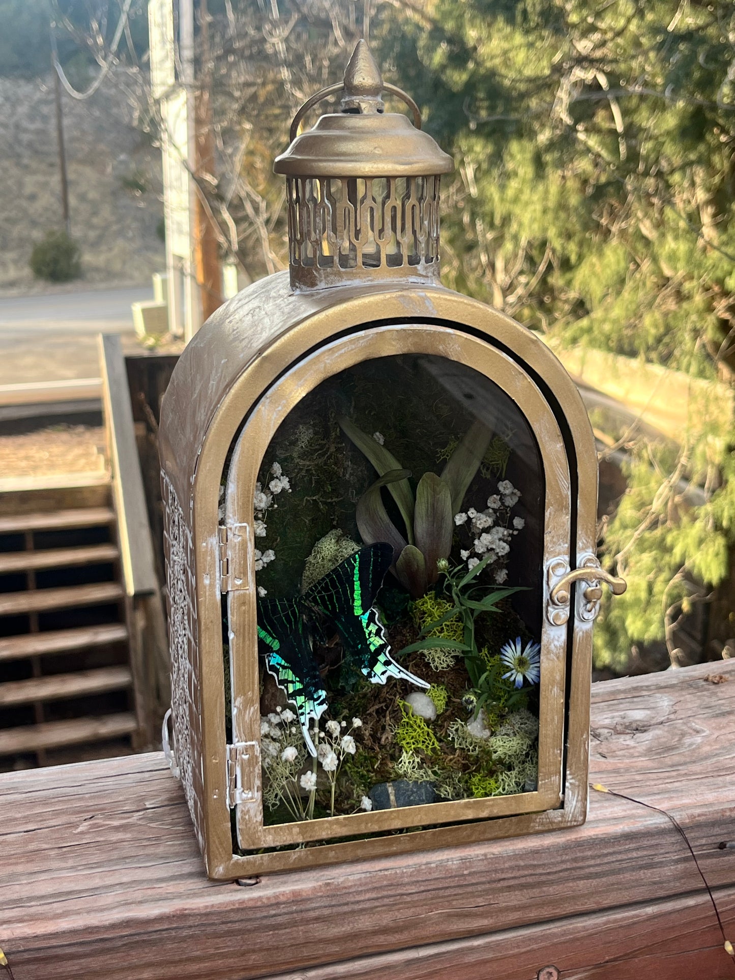 Preserved Urania Leilus