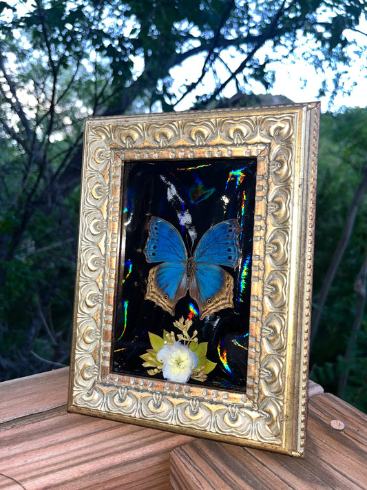 Blue Mother-of-pearl