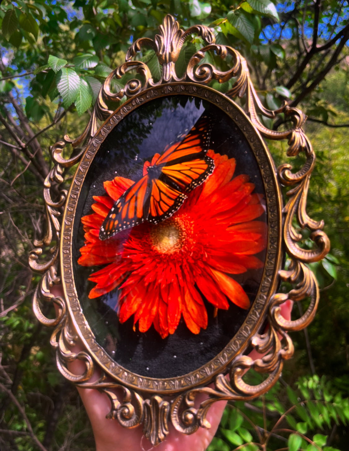 Monarchs