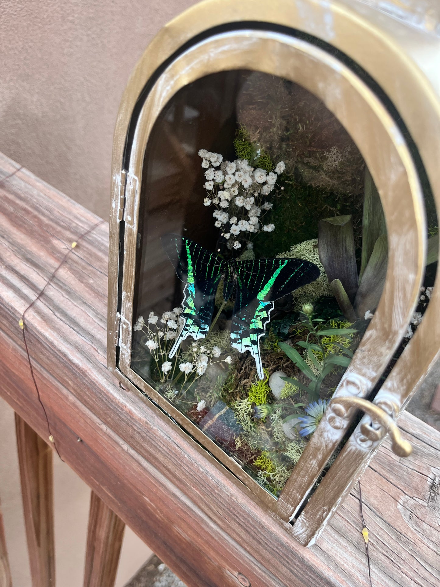 Preserved Urania Leilus