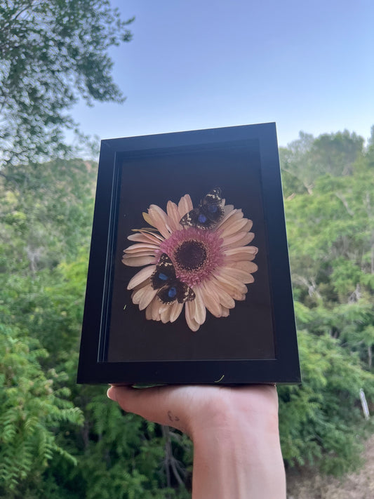 Daisies